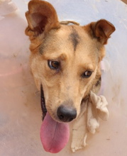 CORA, Hund, Mischlingshund in Spanien - Bild 4