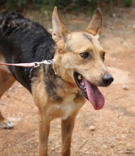 CORA, Hund, Mischlingshund in Spanien - Bild 6