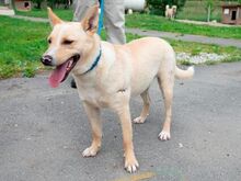 ZALAN, Hund, Mischlingshund in Ungarn - Bild 1