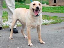 ZALAN, Hund, Mischlingshund in Ungarn - Bild 2