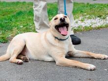 ZALAN, Hund, Mischlingshund in Ungarn - Bild 6