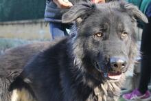 ALSON, Hund, Herdenschutzhund-Mix in Spanien - Bild 15