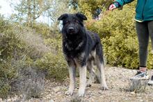 ALSON, Hund, Herdenschutzhund-Mix in Spanien - Bild 2
