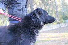 ALSON, Hund, Herdenschutzhund-Mix in Spanien - Bild 6