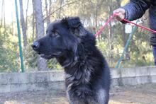 ALSON, Hund, Herdenschutzhund-Mix in Spanien - Bild 8