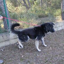 ALSON, Hund, Herdenschutzhund-Mix in Spanien - Bild 9