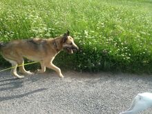 PEREZ, Hund, Deutscher Schäferhund-Hütehund-Mix in St. Blasien - Bild 12