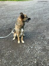 PEREZ, Hund, Deutscher Schäferhund-Hütehund-Mix in St. Blasien - Bild 20