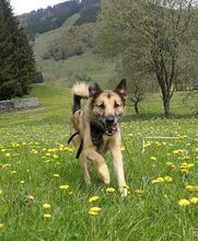 PEREZ, Hund, Deutscher Schäferhund-Hütehund-Mix in St. Blasien - Bild 7