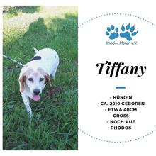 TIFFANY, Hund, Mischlingshund in Breitenheim - Bild 1