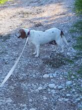 TIFFANY, Hund, Mischlingshund in Breitenheim - Bild 10