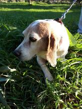 TIFFANY, Hund, Mischlingshund in Breitenheim - Bild 5