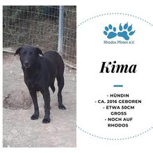 KIMA, Hund, Mischlingshund in Griechenland - Bild 1