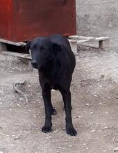KIMA, Hund, Mischlingshund in Griechenland - Bild 5