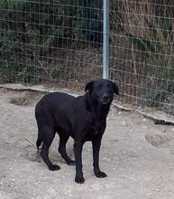 KIMA, Hund, Mischlingshund in Griechenland - Bild 6