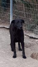 KIMA, Hund, Mischlingshund in Griechenland - Bild 7