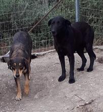 KIMA, Hund, Mischlingshund in Griechenland - Bild 8