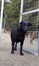 KIMA, Hund, Mischlingshund in Griechenland - Bild 9