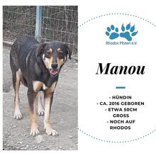 MANOU, Hund, Mischlingshund in Griechenland - Bild 1