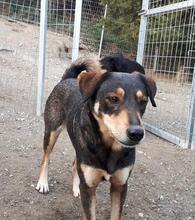 MANOU, Hund, Mischlingshund in Griechenland - Bild 2