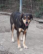 MANOU, Hund, Mischlingshund in Griechenland - Bild 3