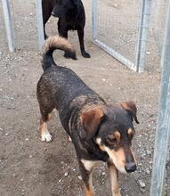 MANOU, Hund, Mischlingshund in Griechenland - Bild 6