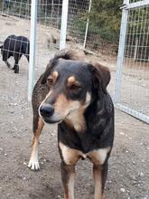 MANOU, Hund, Mischlingshund in Griechenland - Bild 8
