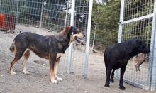 MANOU, Hund, Mischlingshund in Griechenland - Bild 9