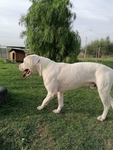 LEONIDAS, Hund, Dogo Argentino in Italien - Bild 3