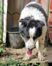 TIMO, Hund, Maremmano-Mix in Italien - Bild 4