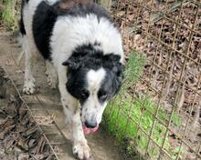 TIMO, Hund, Maremmano-Mix in Italien - Bild 5