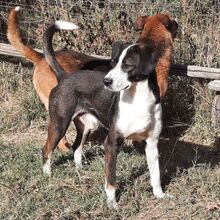CLOONEY, Hund, Mischlingshund in Griechenland - Bild 1