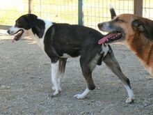 CLOONEY, Hund, Mischlingshund in Griechenland - Bild 2