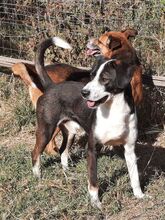 CLOONEY, Hund, Mischlingshund in Griechenland - Bild 7