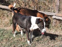 CLOONEY, Hund, Mischlingshund in Griechenland - Bild 8