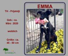 KAJU, Hund, Mischlingshund in Kroatien - Bild 1