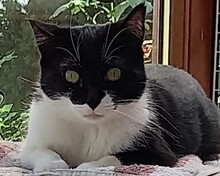 KEMBA, Katze, Europäisch Kurzhaar in Hockenheim