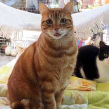 GINGER, Katze, Europäisch Kurzhaar in Bulgarien - Bild 1