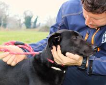 CLODETTE, Hund, Mischlingshund in Italien - Bild 10