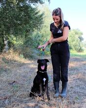 CLODETTE, Hund, Mischlingshund in Italien - Bild 17