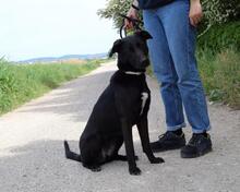 CLODETTE, Hund, Mischlingshund in Italien - Bild 2