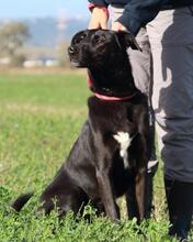 CLODETTE, Hund, Mischlingshund in Italien - Bild 20