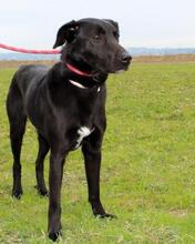 CLODETTE, Hund, Mischlingshund in Italien - Bild 28
