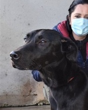 CLODETTE, Hund, Mischlingshund in Italien - Bild 29