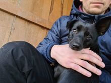 SOPELEK, Hund, Mischlingshund in Polen - Bild 1