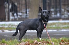 SOPELEK, Hund, Mischlingshund in Polen - Bild 3