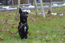 SOPELEK, Hund, Mischlingshund in Polen - Bild 4