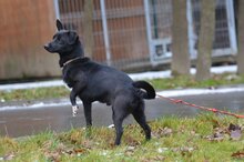 SOPELEK, Hund, Mischlingshund in Polen - Bild 7