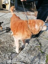 GRANDPA, Hund, Golden Retriever in Bulgarien - Bild 2