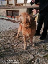 GRANDPA, Hund, Golden Retriever in Bulgarien - Bild 3